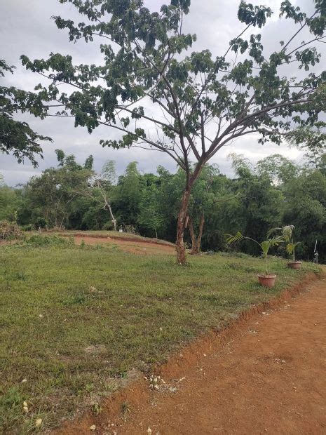 palm mansion antipolo|Palm Mansion (Executive) Residential Lot For Sale in .